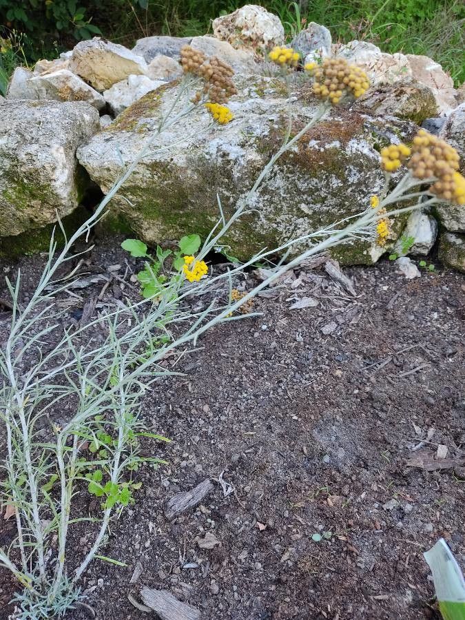 Helichrysum stenopterum — search result for 'Helichrysum'