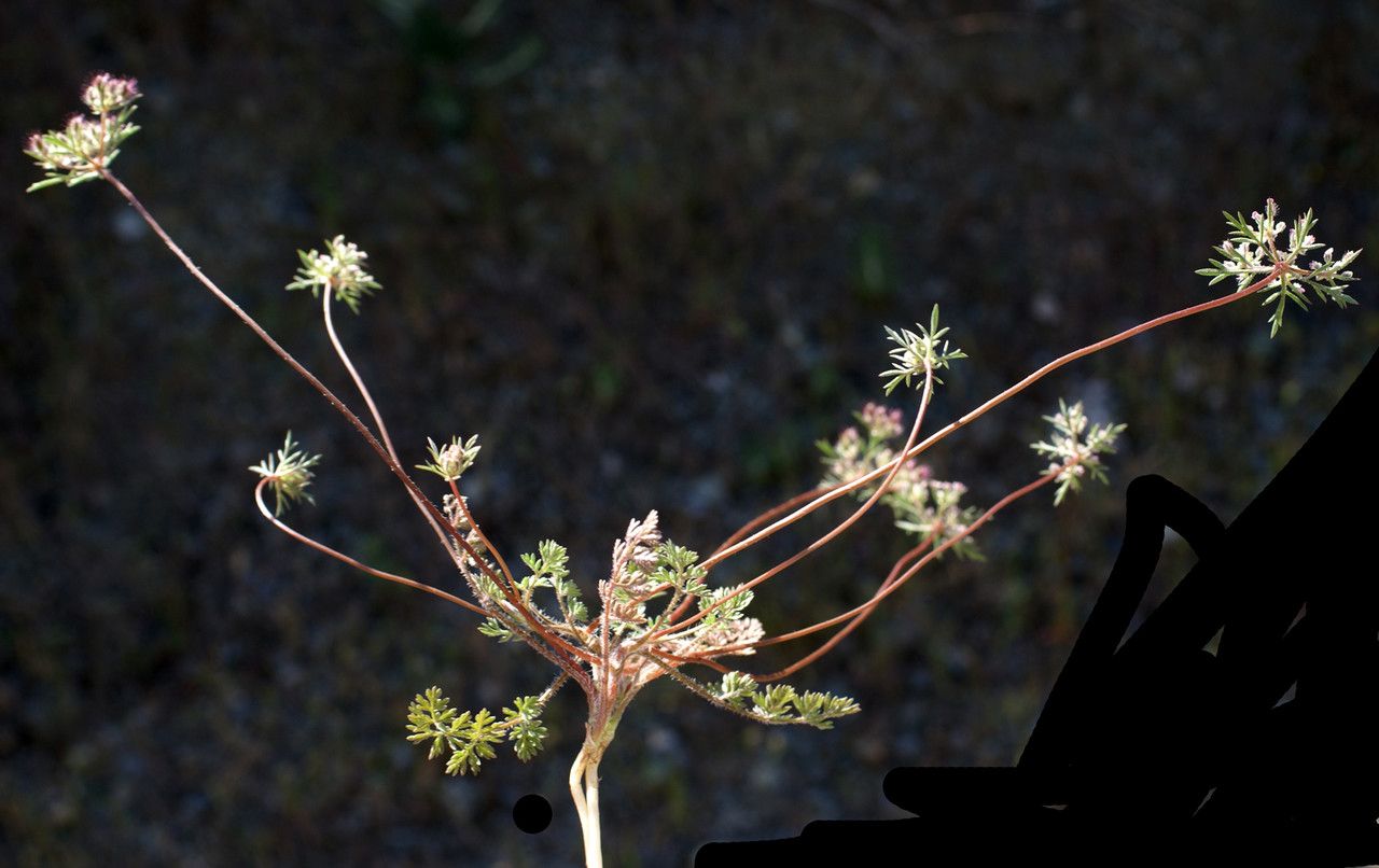 Daucus involucratus habit