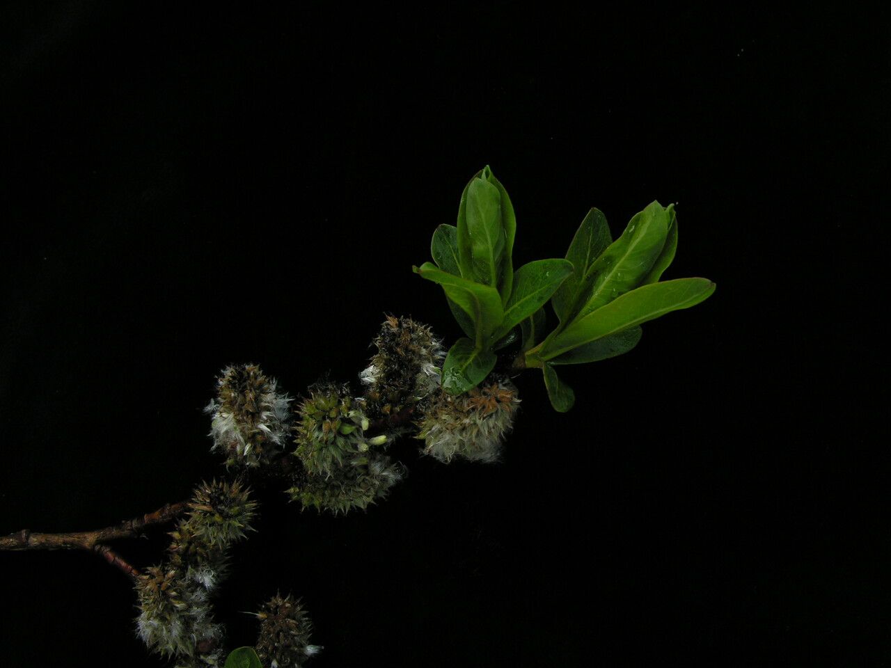 Salix myrtillacea — houseplant care guide