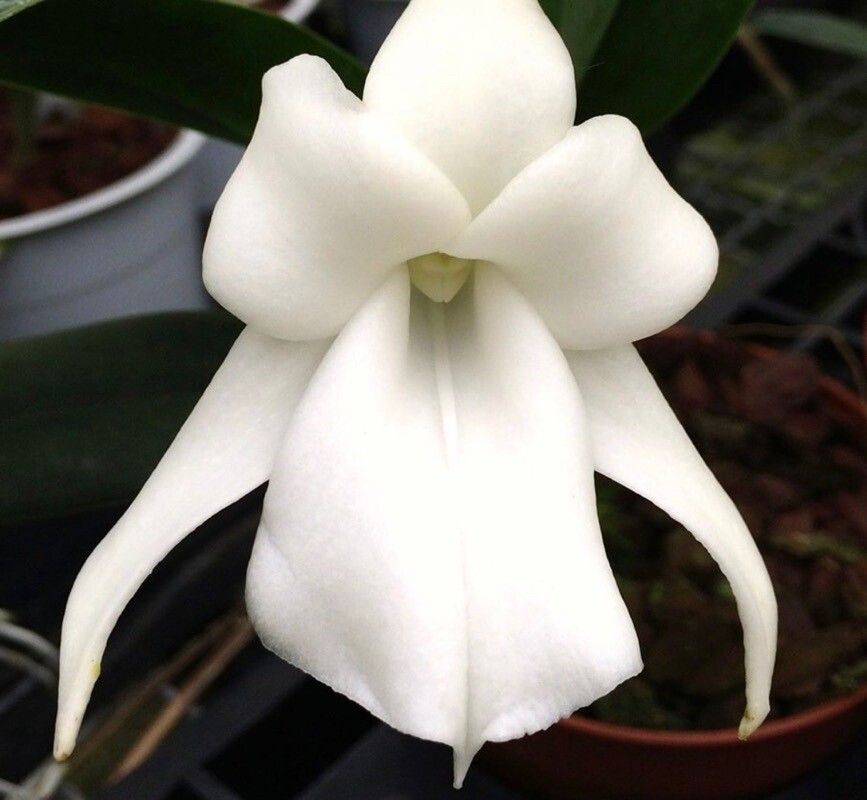 Angraecum magdalenae — houseplant care guide