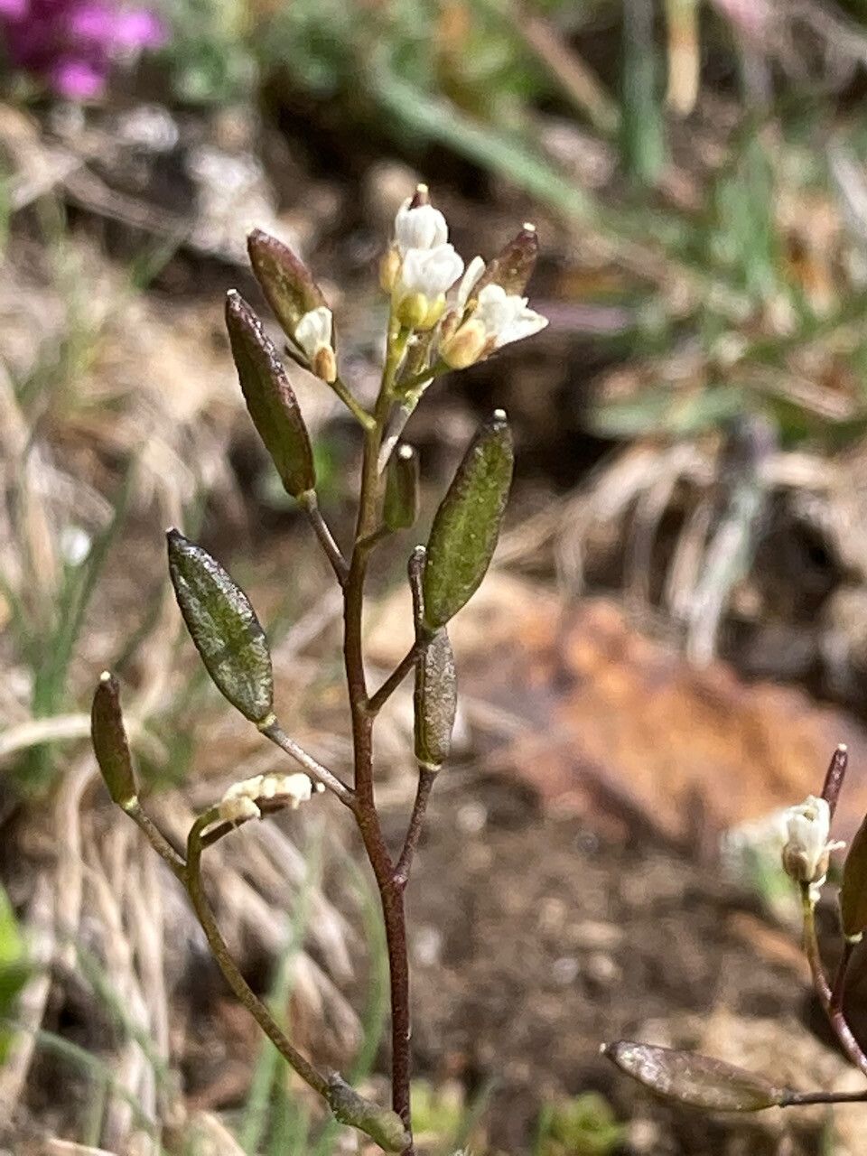 Draba siliquosa fruit