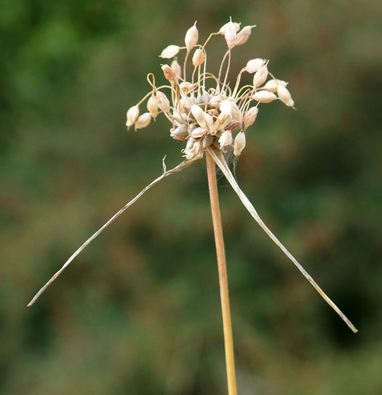 Allium flexum fruit
