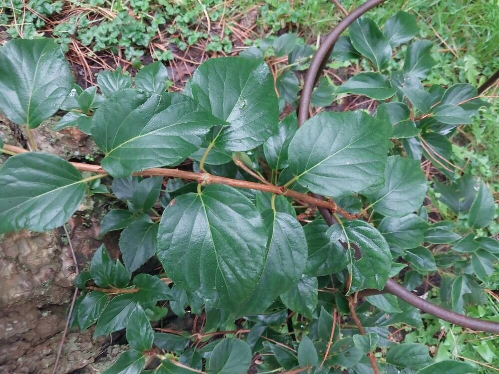 Hydrangea schizomollis — houseplant care guide