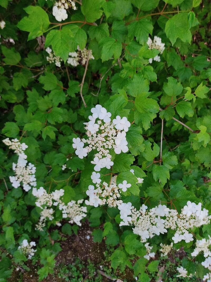 Viburnum trilobum flower