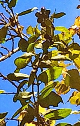 Lonicera biflora leaf