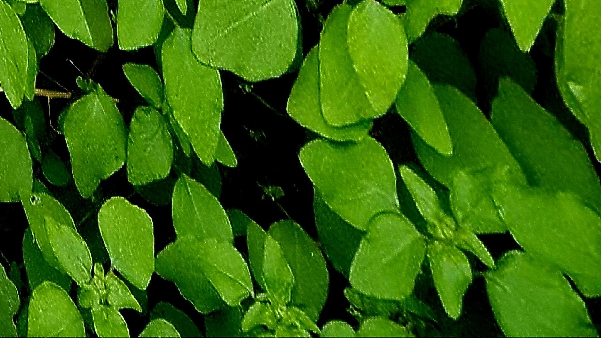 Parietaria hespera — related species from the same genus