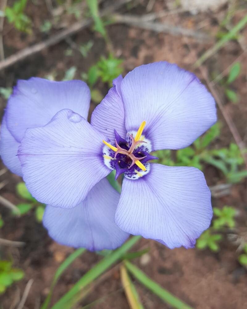 Herbertia darwinii — related species from the same genus