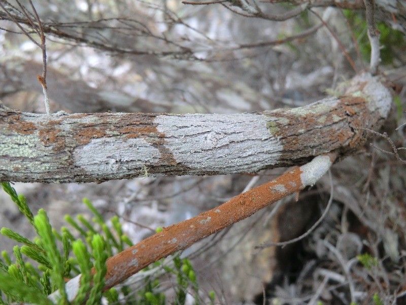 Erica reunionensis bark
