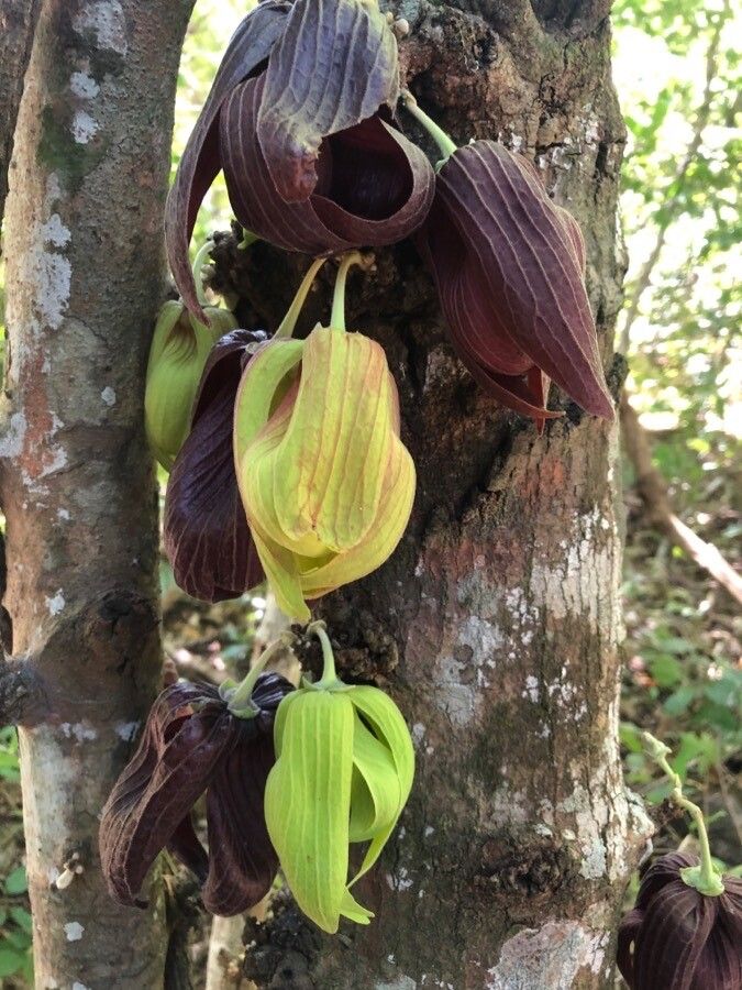 Sapranthus palanga flower