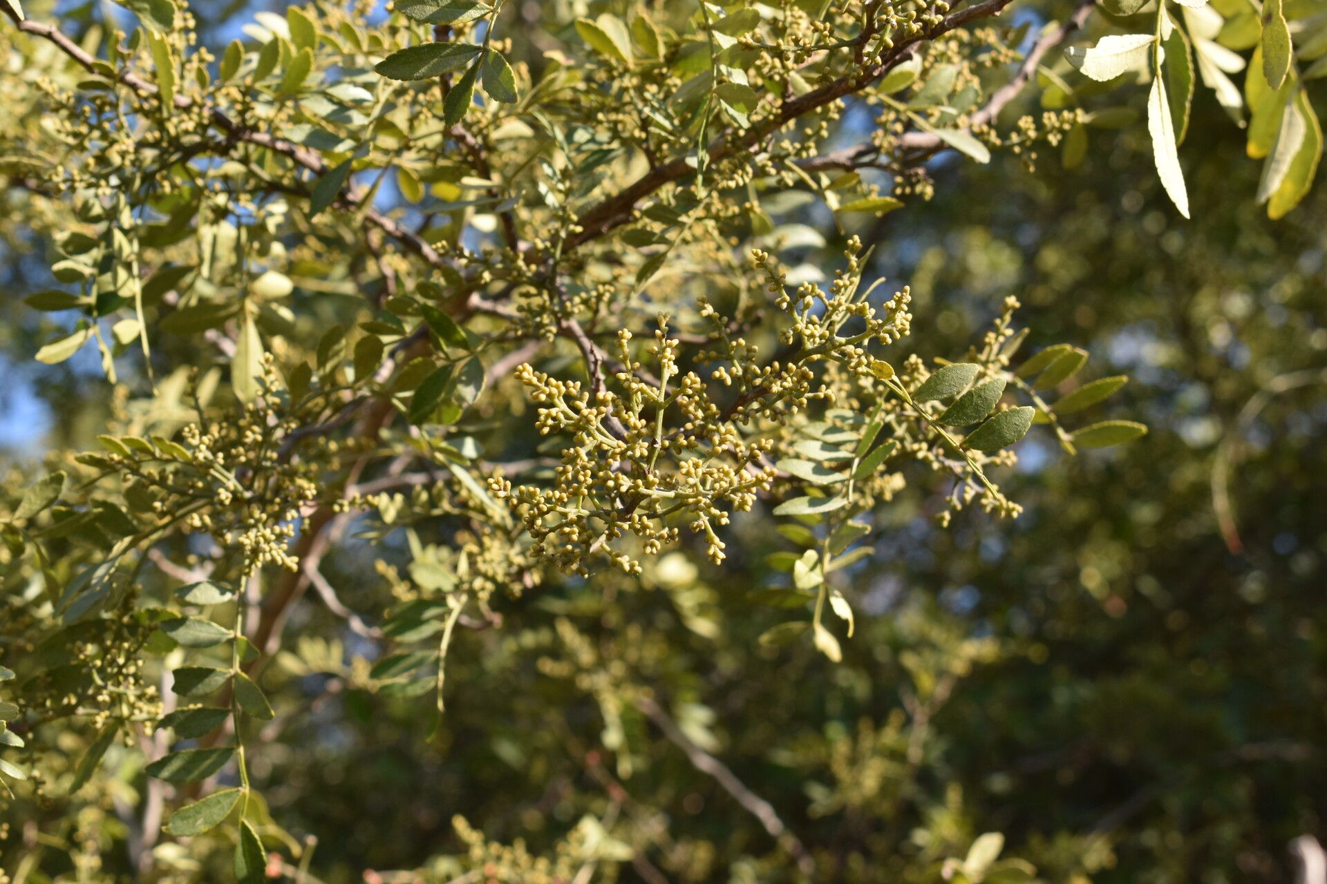Zanthoxylum fagara flower