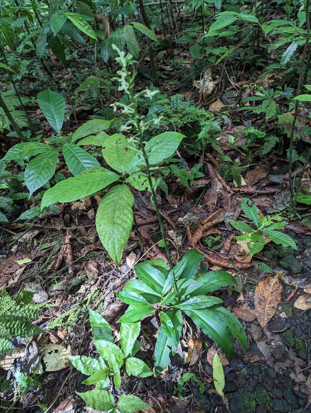 Habenaria thomana habit