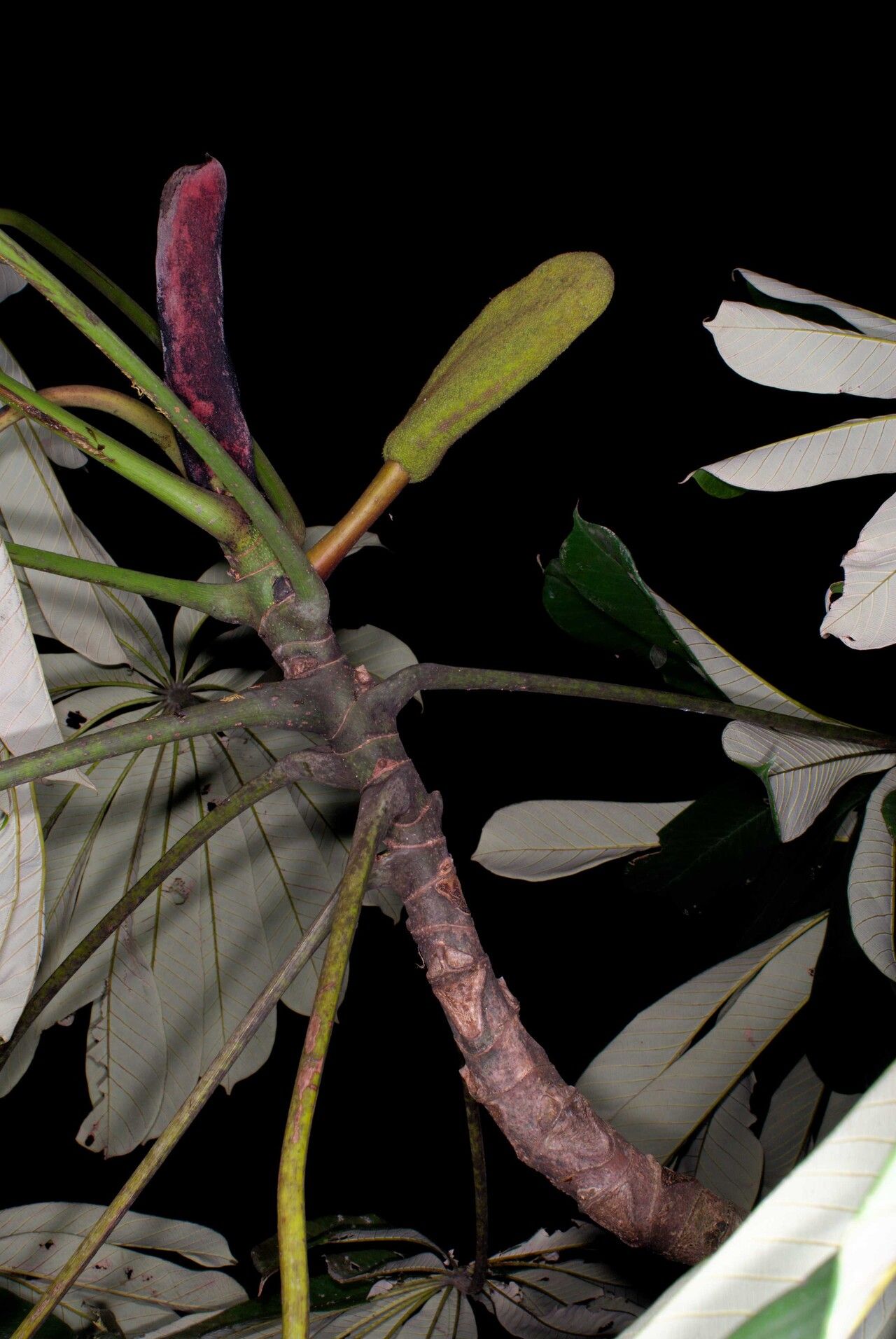 Musanga cecropioides fruit