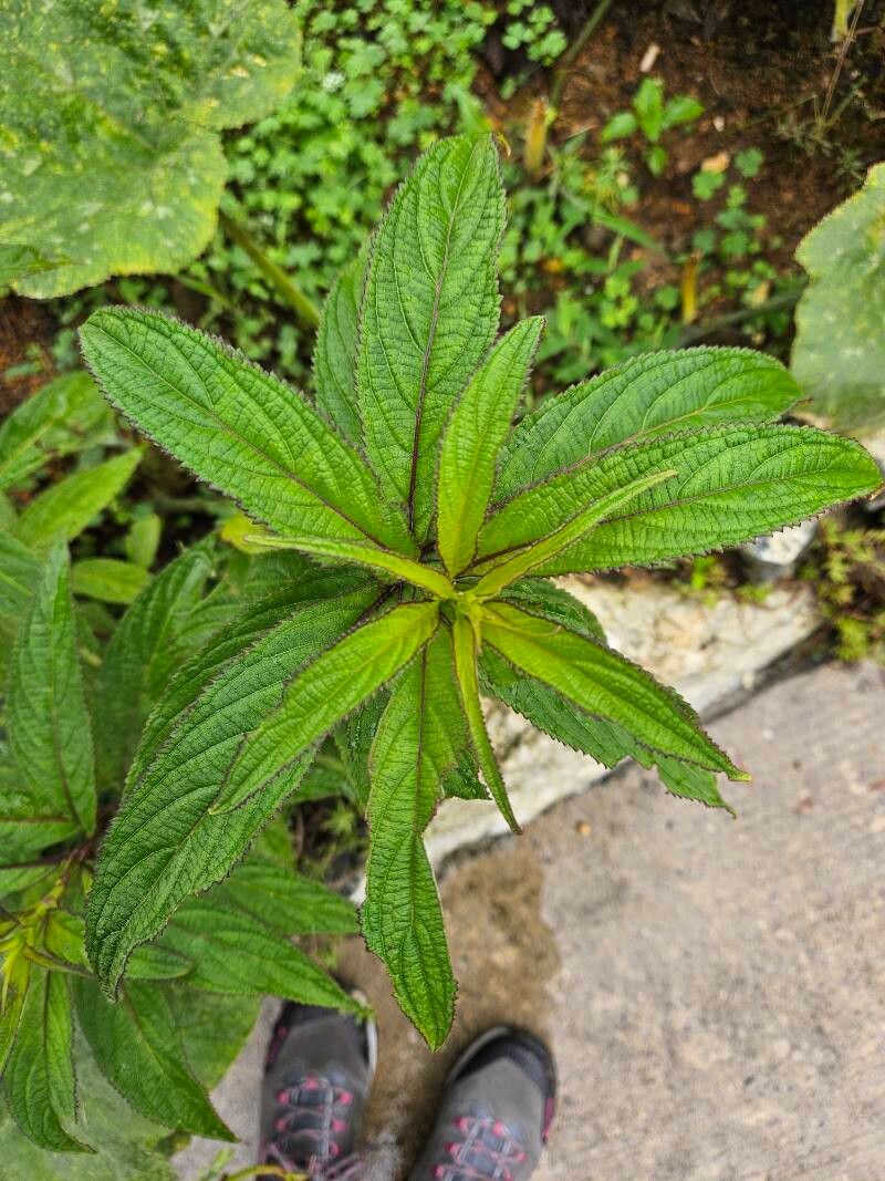 Elsholtzia blanda leaf