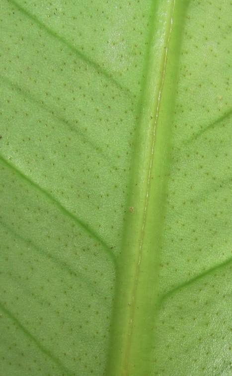 Anthurium alatipedunculatum bark