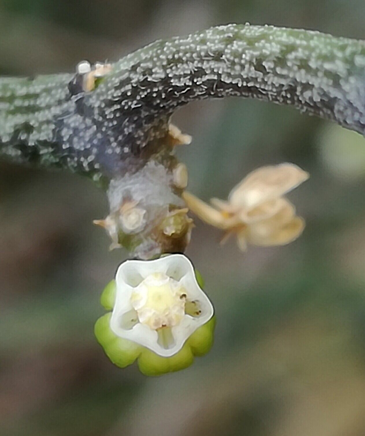 Cynanchum gerrardi flower