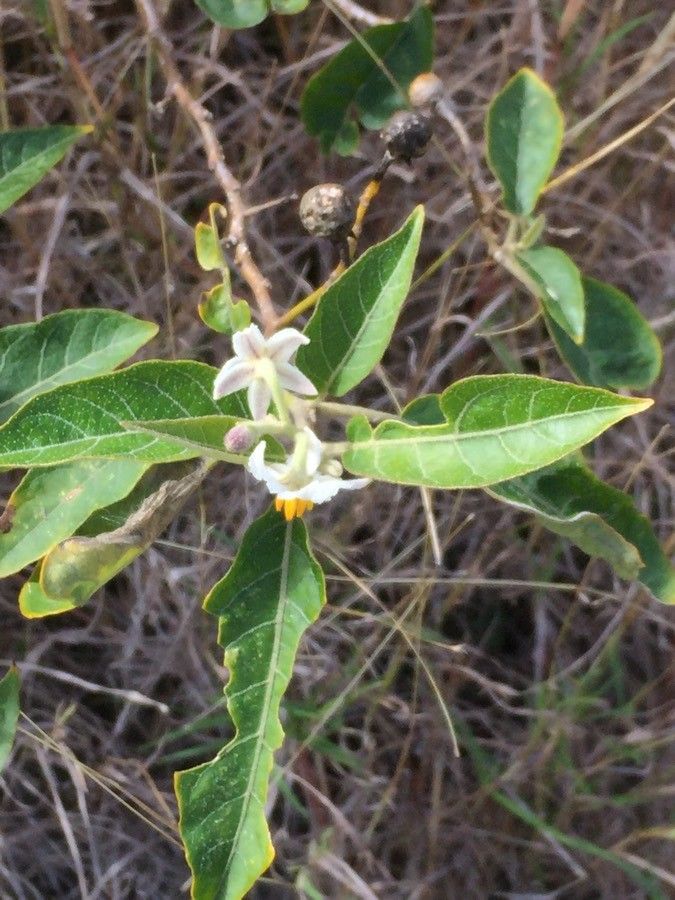 Solanum styraciflorum — houseplant care guide