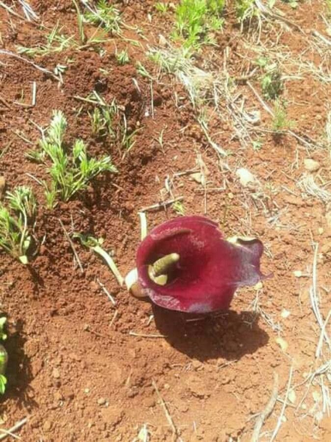 Biarum aleppicum flower