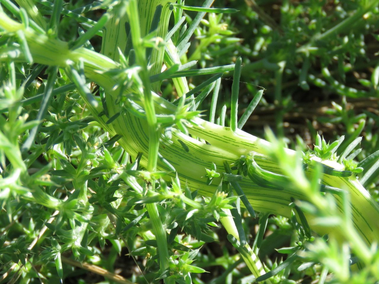 Kali australis habit