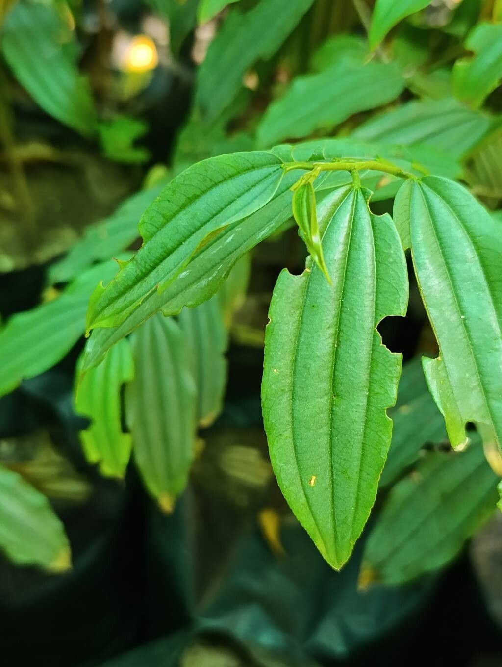 Ziziphus robertsoniana — search result for 'Ziziphus'