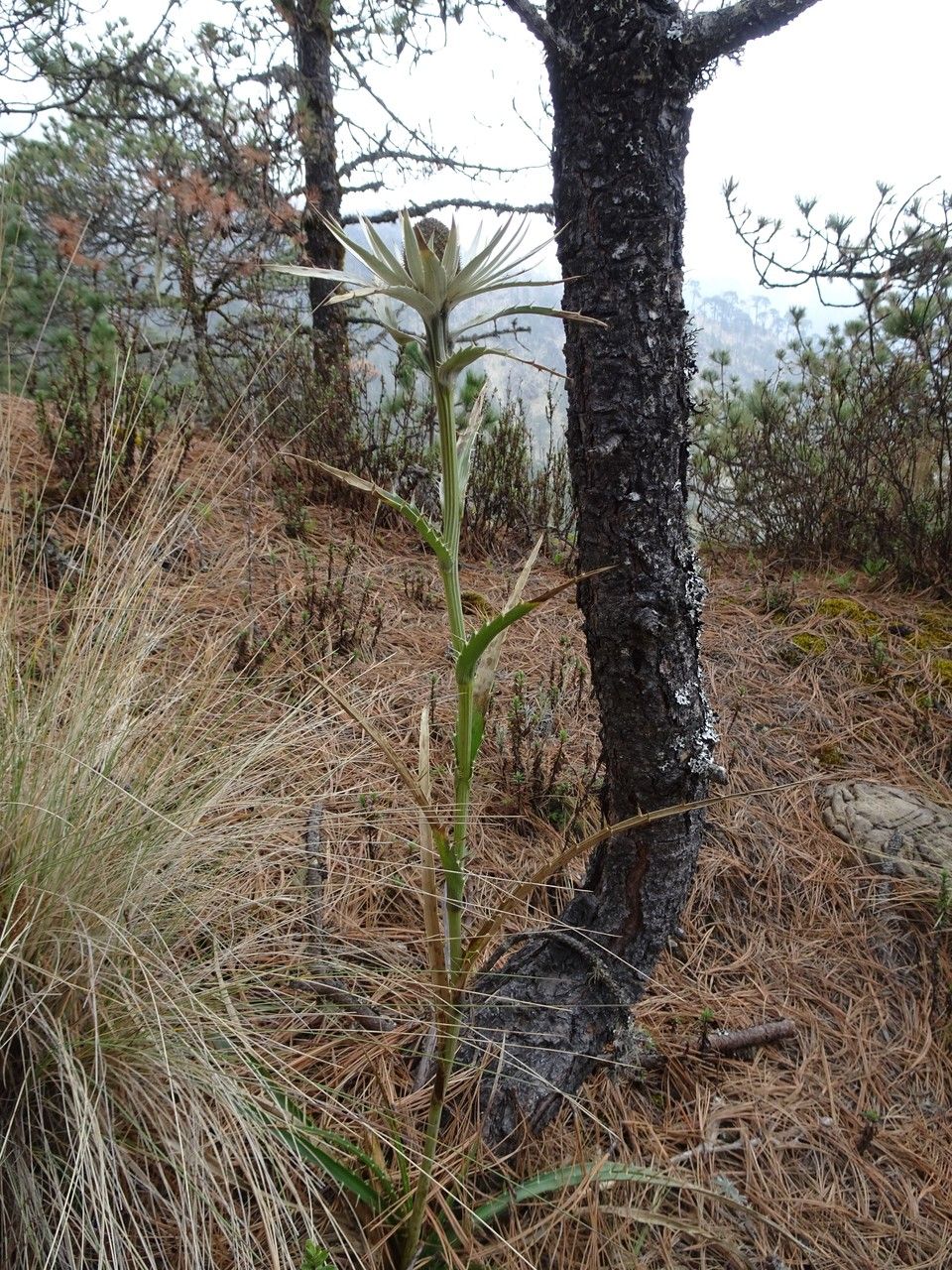 Eryngium proteiflorum leaf