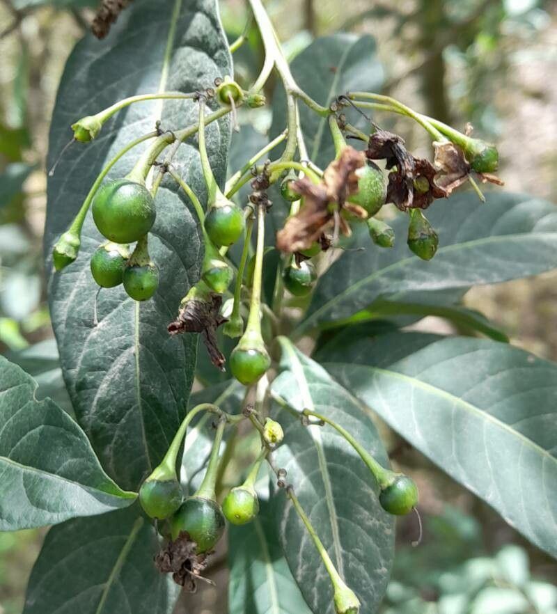 Solanum aligerum fruit