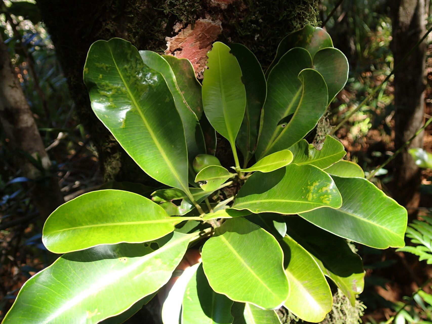 Planchonella endlicheri leaf