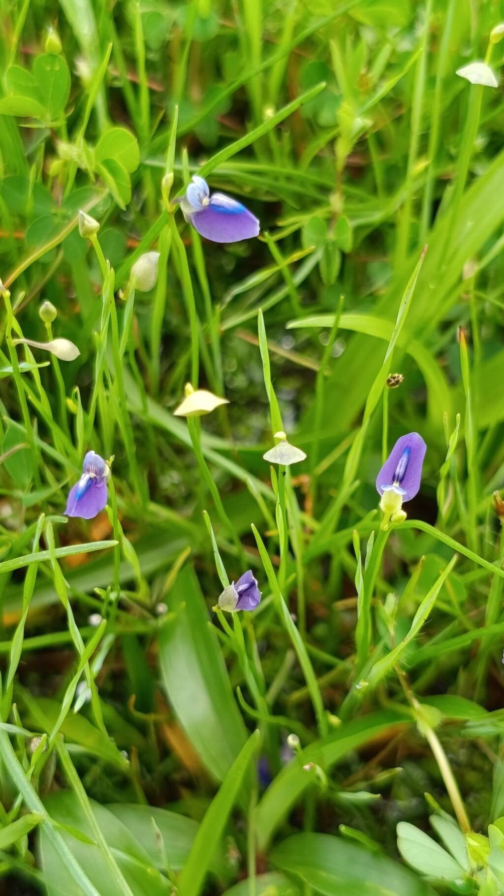 Utricularia reticulata flower