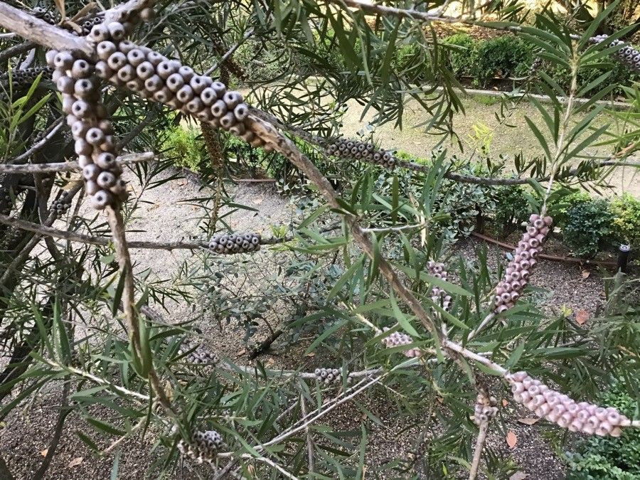 Callistemon macropunctatus — houseplant care guide