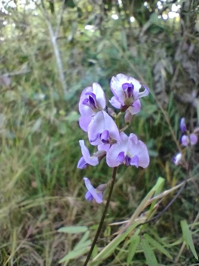 Glycine microphylla flower
