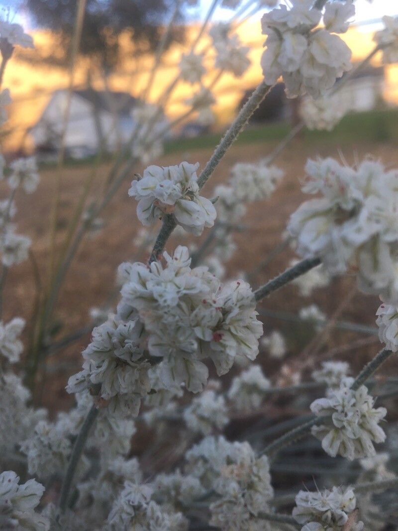 Eriogonum roseum — search result for 'Eriogonum'