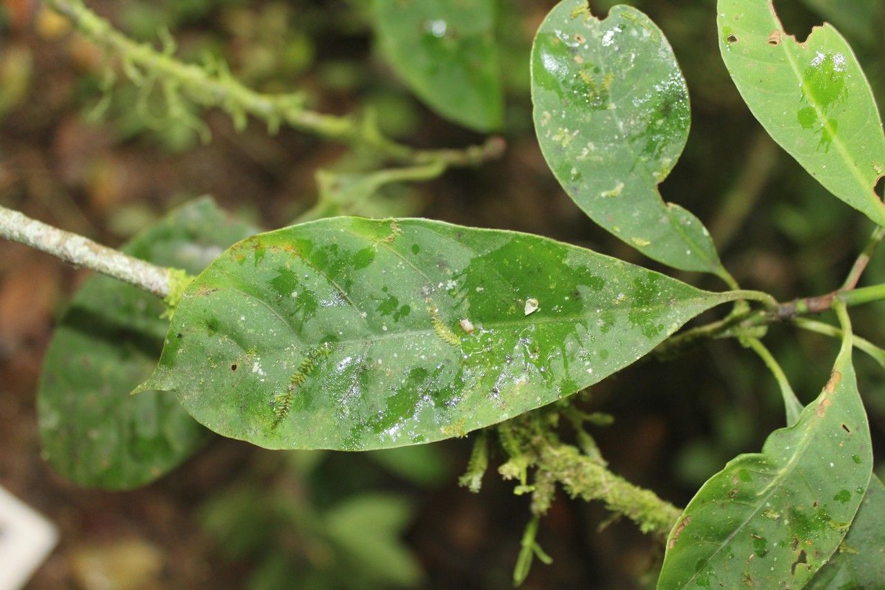 Xylosma hispidula leaf