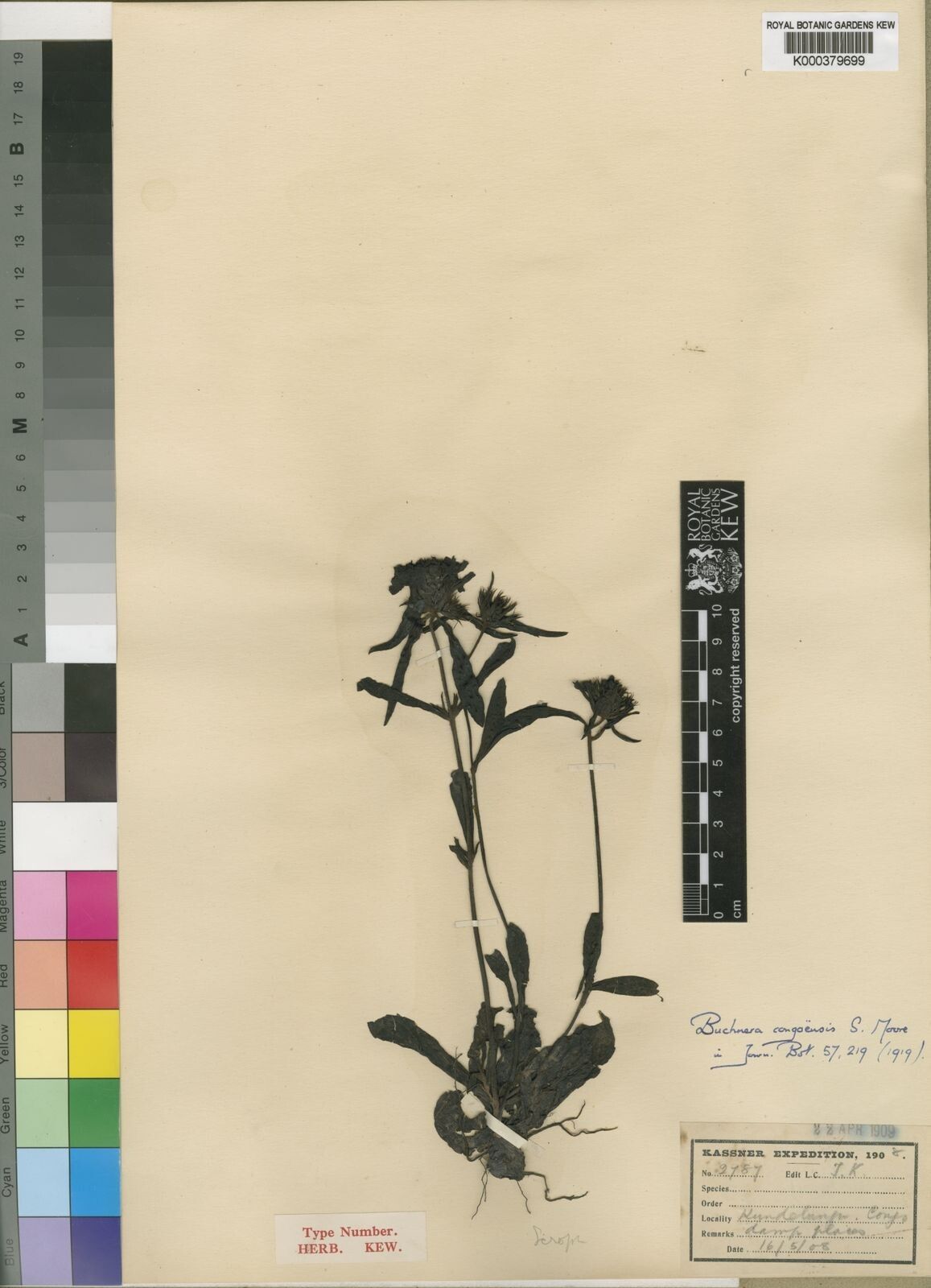 Buchnera congoensis — houseplant care guide