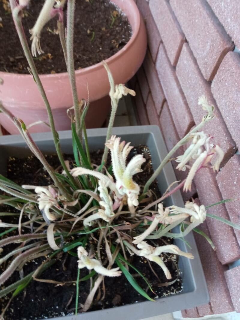 Anigozanthos flavidus fruit