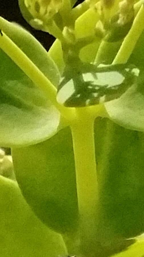 Sedum albomarginatum bark