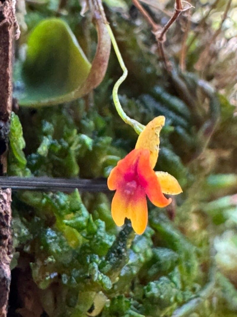 Lepanthes domingensis — houseplant care guide