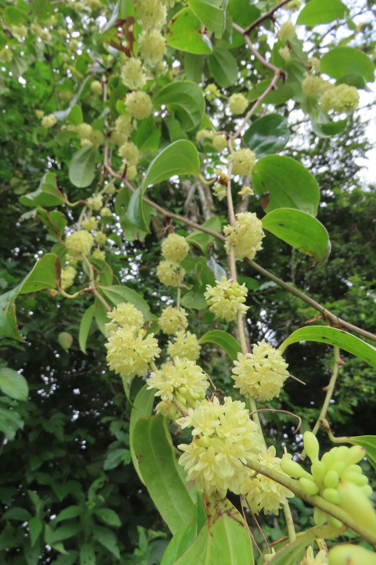 Smilax domingensis leaf