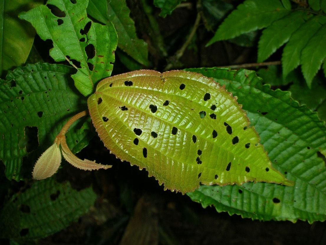 Miconia calocoma — houseplant care guide