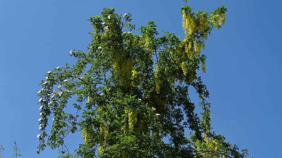 Phoradendron macrophyllum flower