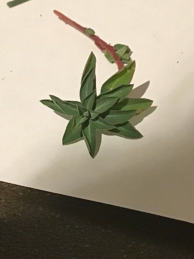 Euphorbia polygalifolia — houseplant care guide