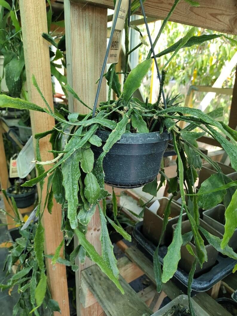 Rhipsalis platycarpa — search result for 'Rhipsalis'