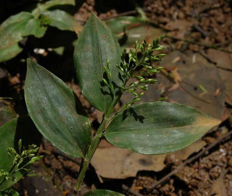 Ichnanthus nemorosus other