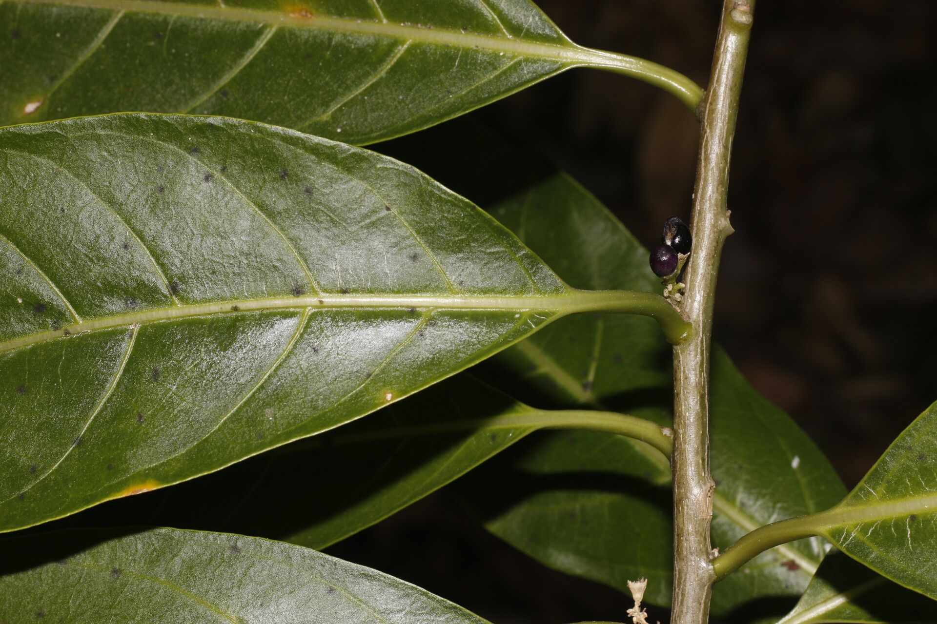 Cestrum glanduliferum fruit