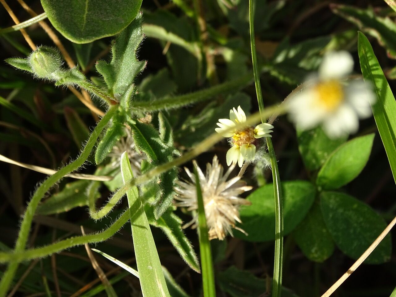Tridax procumbens — repeat bloomer houseplant