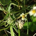 Tridax procumbens