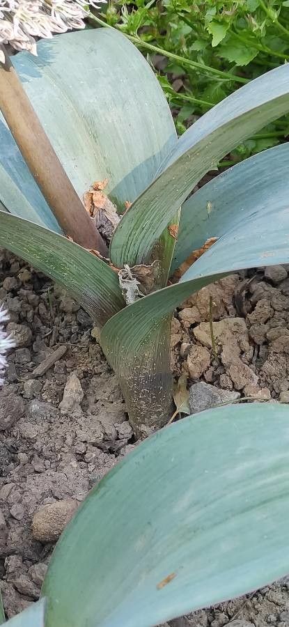 Allium karataviense — search result for 'Kazakhstan'