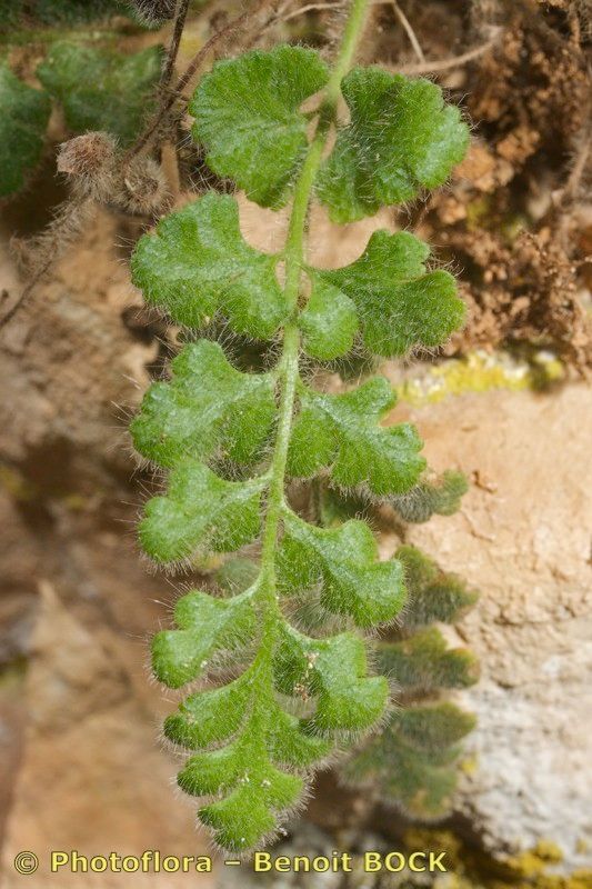Asplenium hispanicum leaf