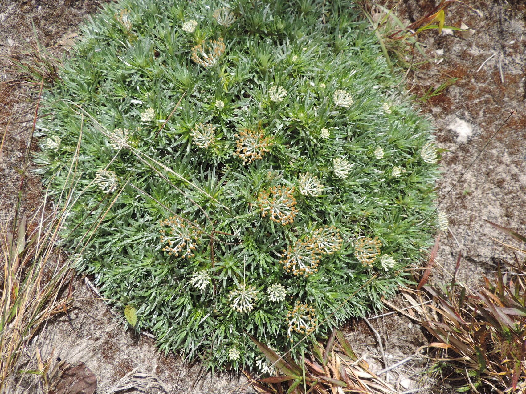 Helichrysum tillandsiifolium habit