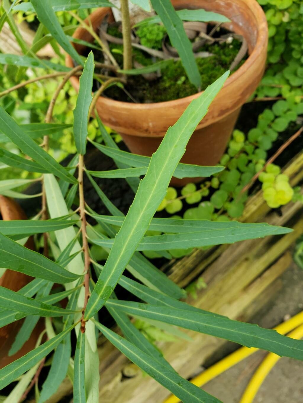 Lomatia myricoides — houseplant care guide