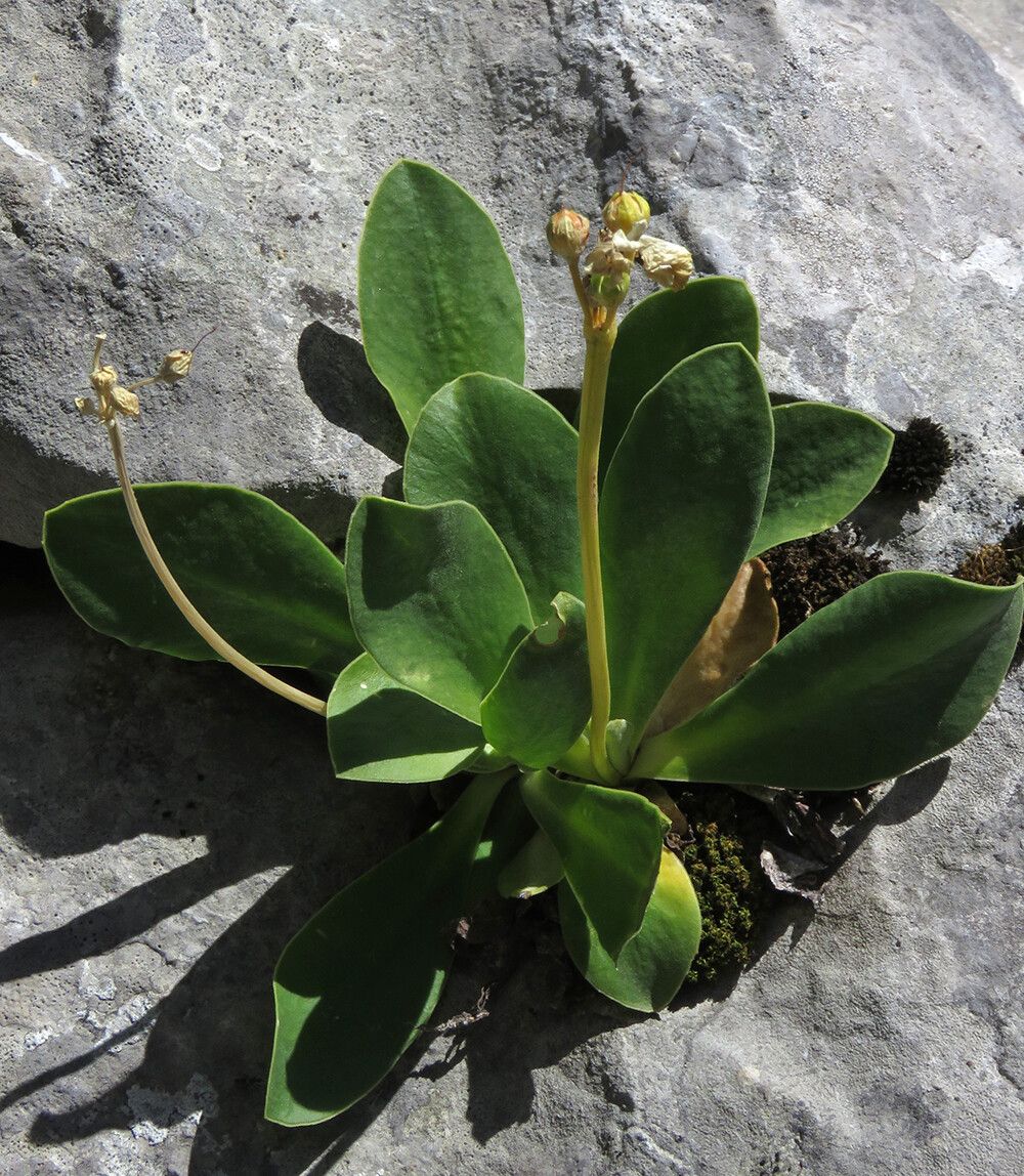 Primula lutea — search result for 'Primula'