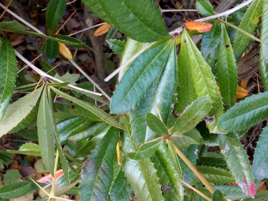 Berberis sargentiana leaf